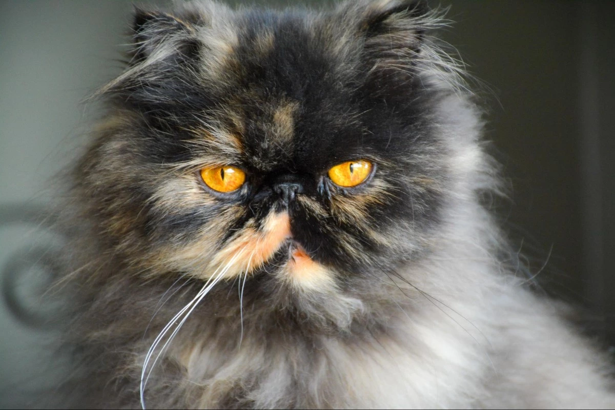 Deep copper eyes Tortoiseshell
